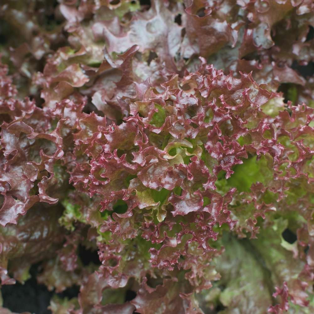 Lettuce Biscia Salad Bowl Red Seeds (Salad patta/सलाद पत्ता के बीज) Easy To Grow, High Germination, Leafy Vegetable Seeds for Balcony, Terrace Garden - Image 2