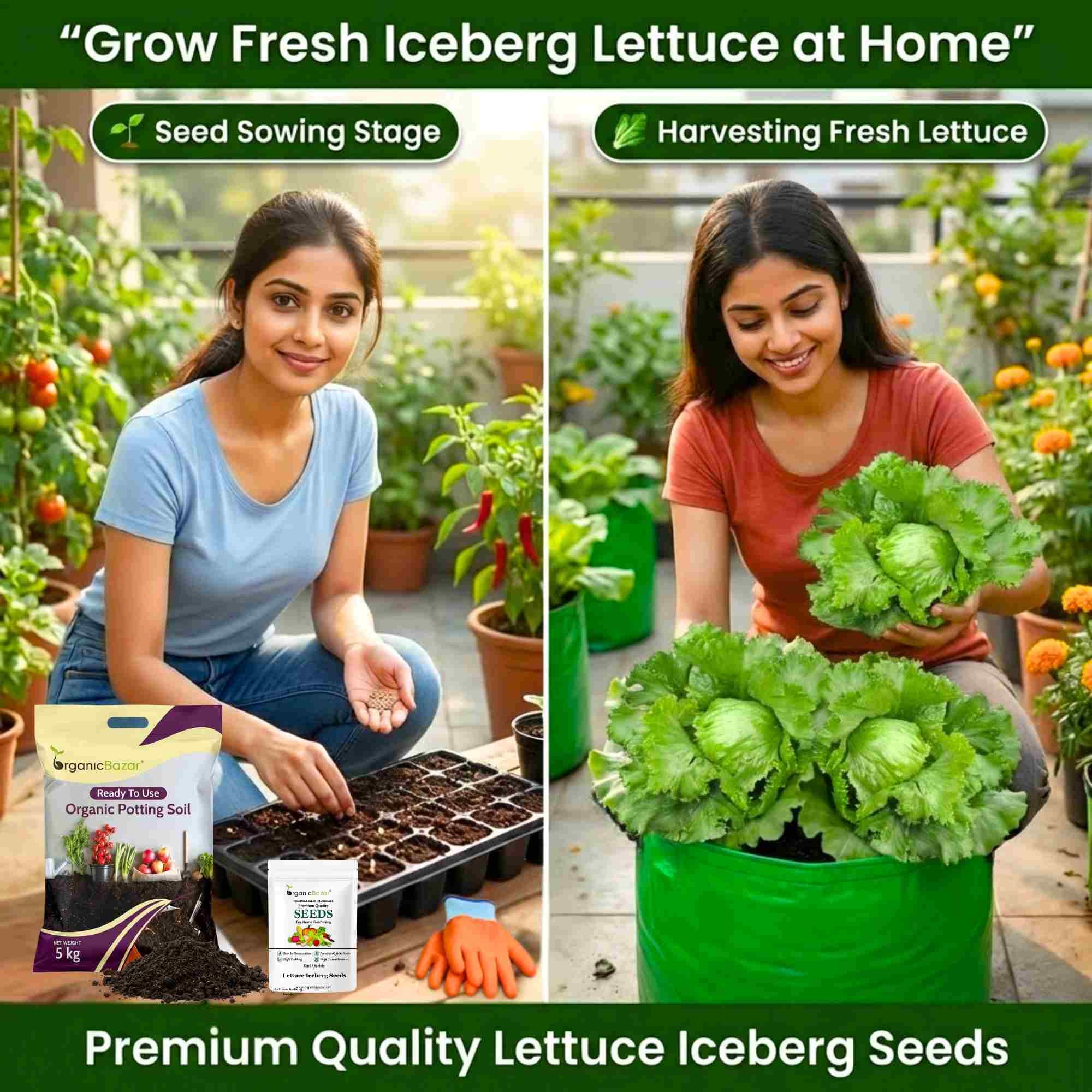 Lettuce Iceberg Seeds - 300 Seeds (Salad patta/सलाद पत्ता के बीज) Easy To Grow, High Germination, Leafy Vegetable Seeds for Balcony, Terrace Garden - Image 2