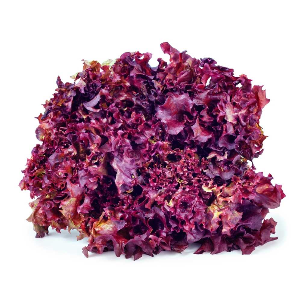 Lettuce Lollo Rosso Seeds (300 Seeds) Easy To Grow, High Germination, Leafy Vegetable Seeds for Balcony, Terrace Garden - Image 2
