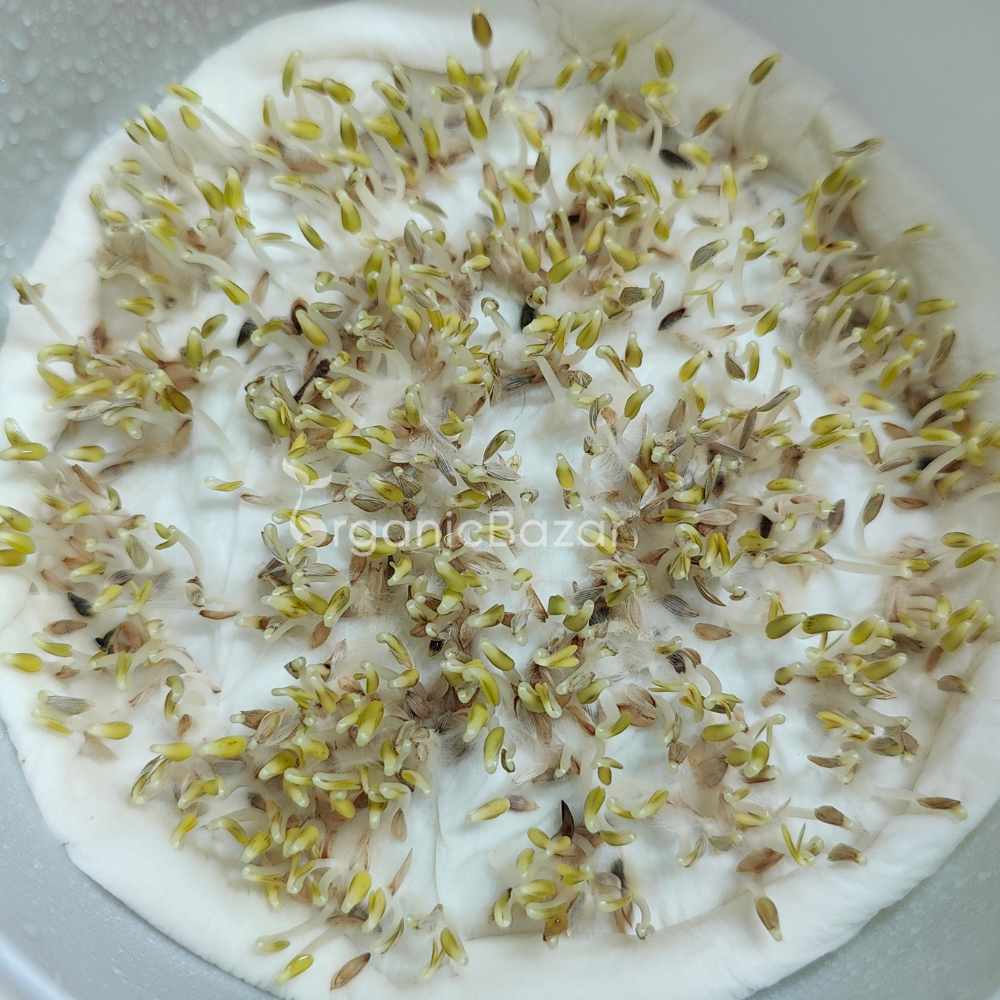 Lettuce Microgreen Seeds (10g) - Image 3