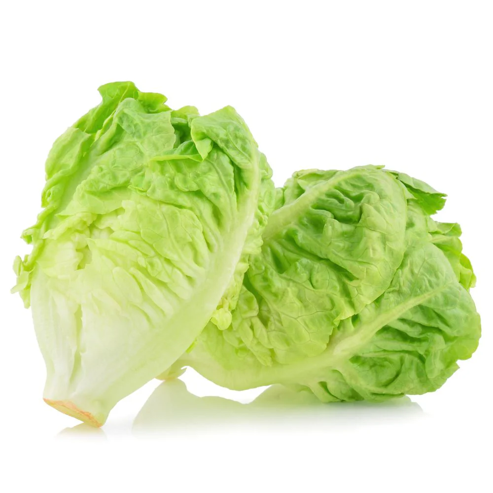 Romaine Lettuce Seeds (300 Seeds) Easy To Grow, High Germination, Leafy Vegetable Seeds for Balcony, Terrace Garden - Image 2