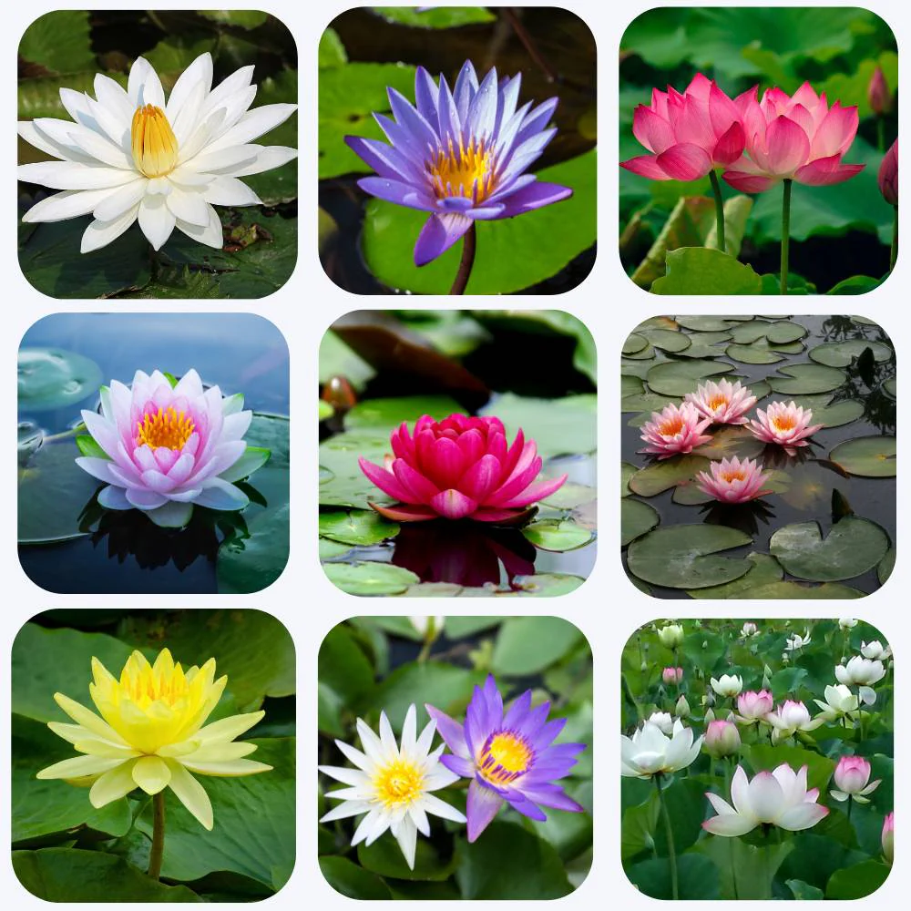 Lotus Flower Mixed Color Seeds - 20 Seeds (Kamal ke Beej/कमल के फूल के बीज) - Image 4