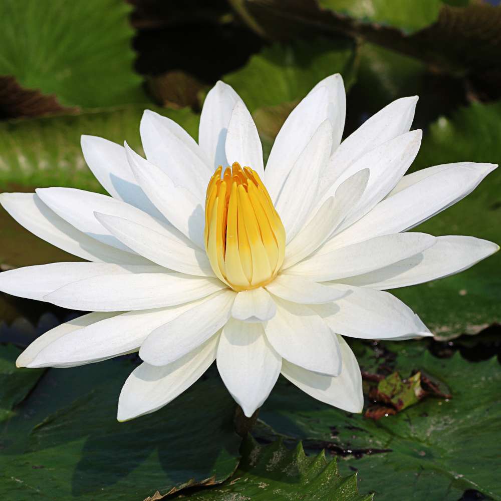 Lotus Flower Mixed Color Seeds - 20 Seeds (Kamal ke Beej/कमल के फूल के बीज) - Image 7