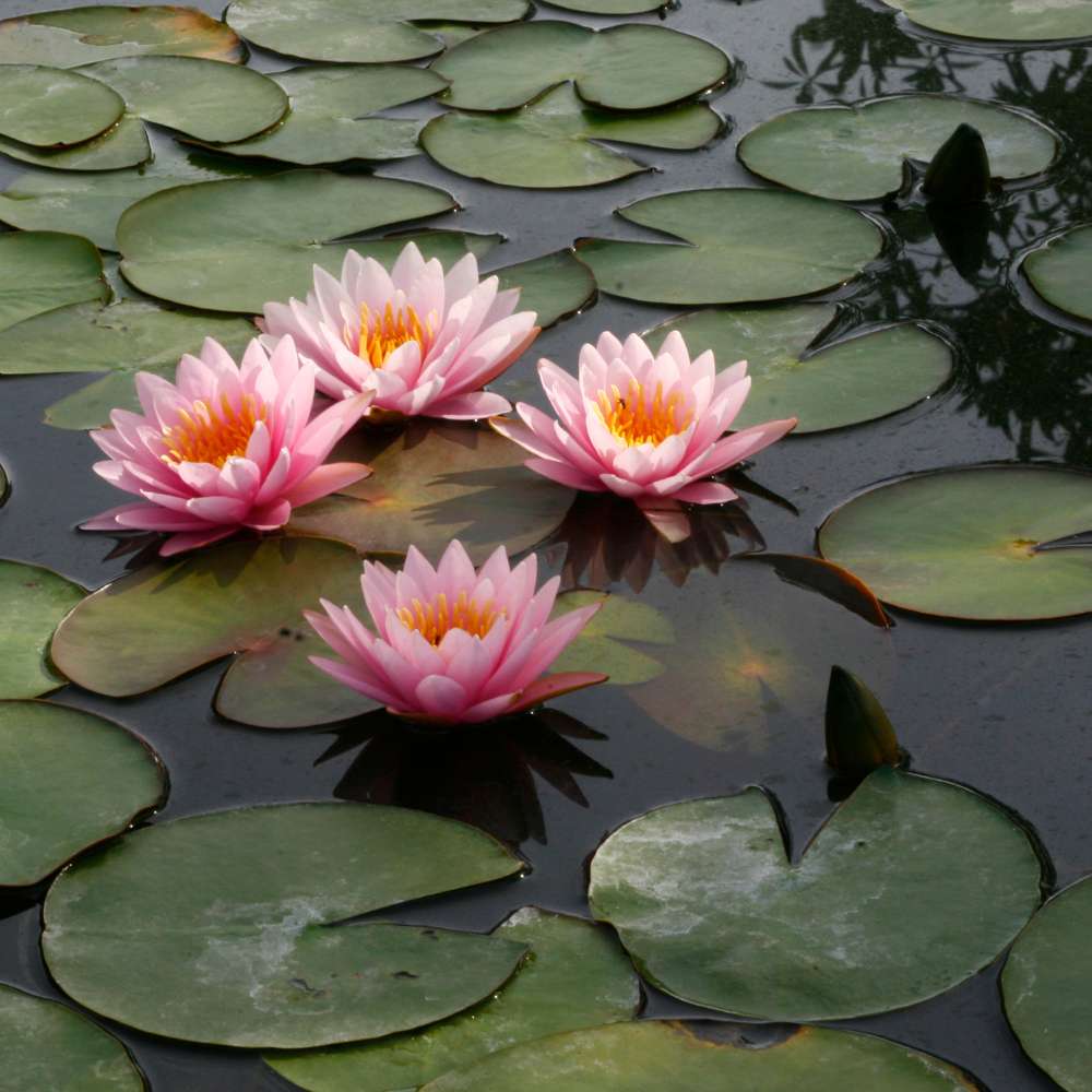 Lotus Flower Mixed Color Seeds - 20 Seeds (Kamal ke Beej/कमल के फूल के बीज) - Image 8