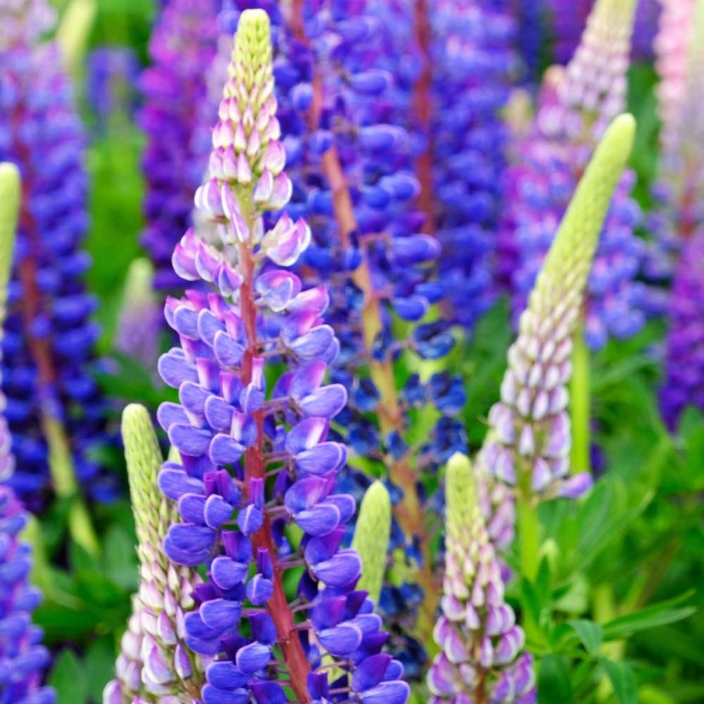 Lupin (Bluebonnet) Hartwegii Giant Flowered Tall Mix Seeds (50 Seeds) - Image 2