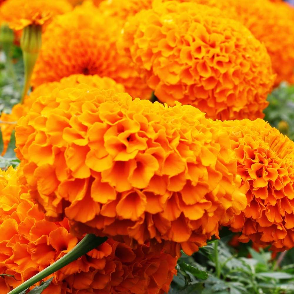 Marigold Double Dwarf Orange Seeds - 100 Seeds (Genda/ गेंदा के बीज) High Germination/ Easy To grow/ Perfect for pots, balconies, or Terrace gardens - Image 2