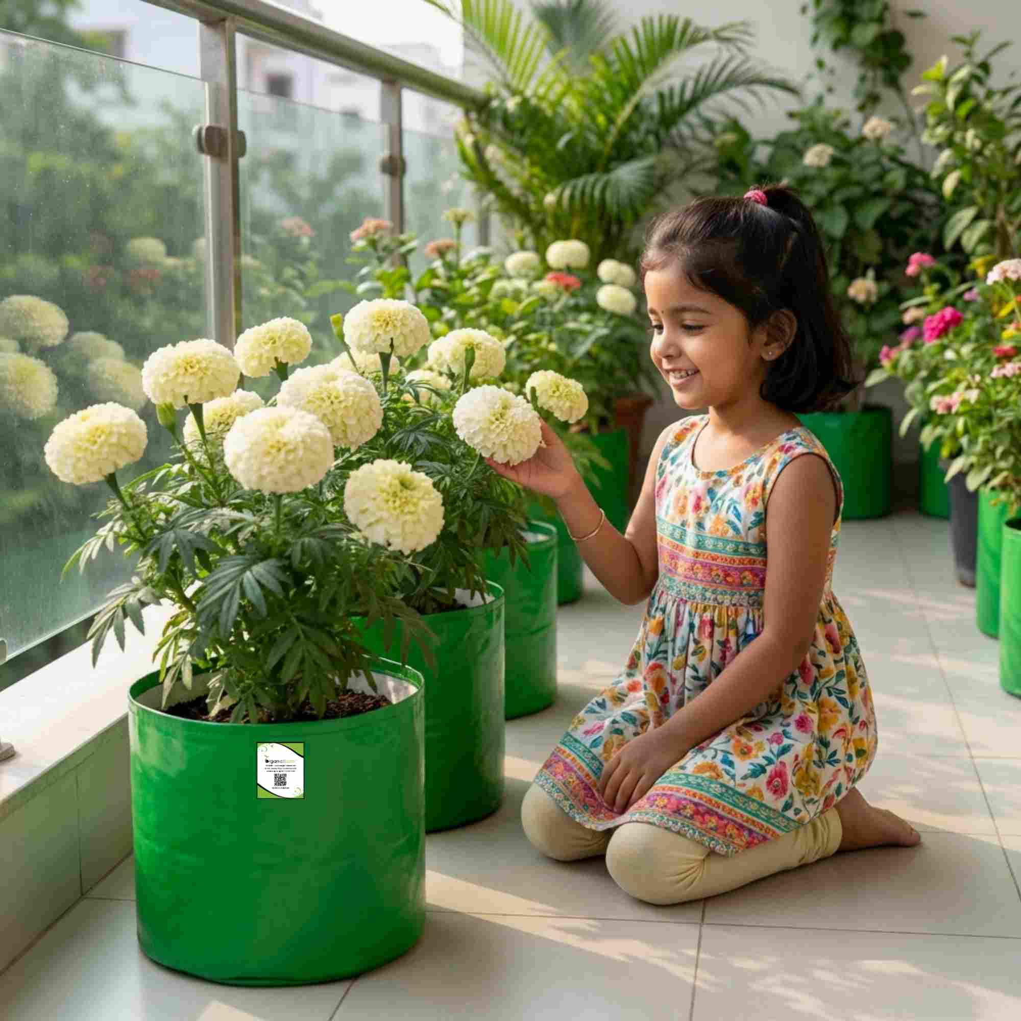 Marigold White Flower Seeds - 50 Seeds (Genda/ सफ़ेद गेंदा के बीज) High Germination/ Easy To grow/ Perfect for pots, balconies, or Terrace gardens - Image 3