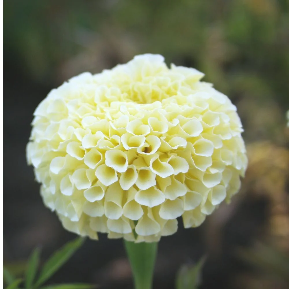 Marigold White Flower Seeds - 50 Seeds (Genda/ सफ़ेद गेंदा के बीज) High Germination/ Easy To grow/ Perfect for pots, balconies, or Terrace gardens - Image 4