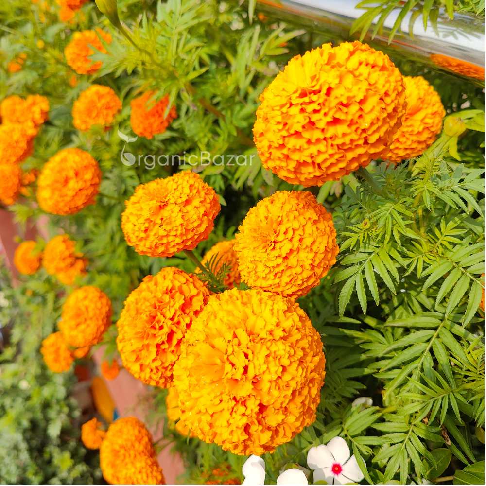 Marigold (Genda) Kolkata Round Ball Seeds - 50 Seeds (गेंदा के बीज) High Germination/ Easy To grow/ Perfect for pots, balconies, or Terrace gardens - Image 2