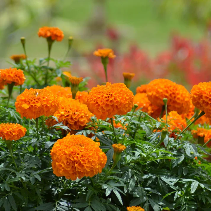 Marigold Orange Flower Seeds - 100 Seeds (Genda/ गेंदा के बीज) High Germination/ Easy To grow/ Perfect for pots, balconies, or Terrace gardens - Image 4
