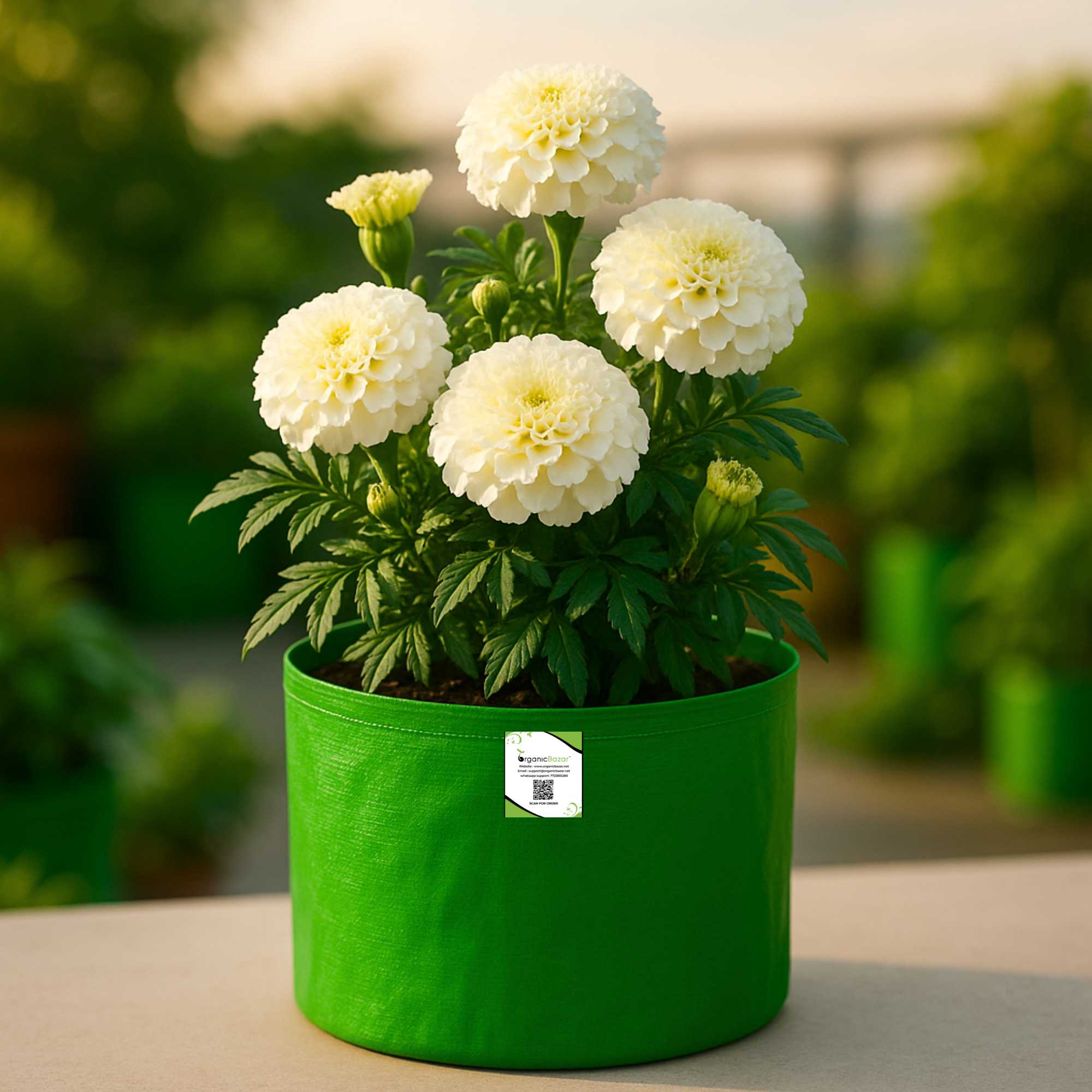 Marigold Dwarf White F1 Hybrid Flower Seeds (20 Seeds) High Germination/ Easy To grow/ Perfect for pots, balconies, or Terrace gardens - Image 2