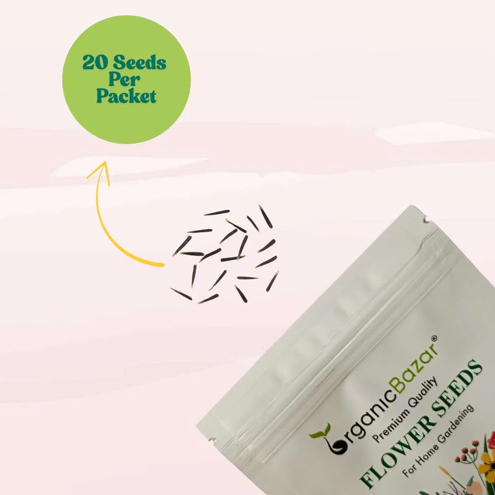 Marigold Dwarf White F1 Hybrid Flower Seeds (20 Seeds) High Germination/ Easy To grow/ Perfect for pots, balconies, or Terrace gardens - Image 3