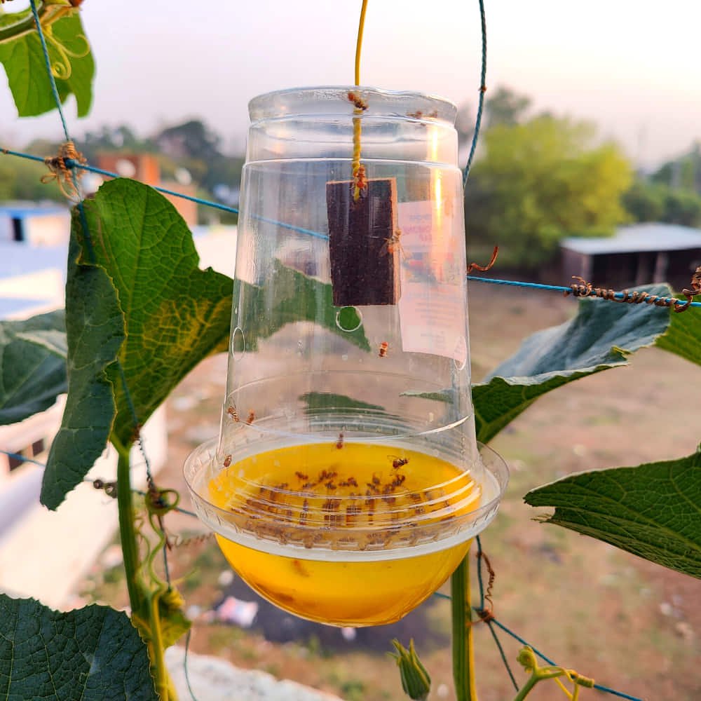Melon Fruit Fly Trap With Pheromone Lure For Organic Gardening