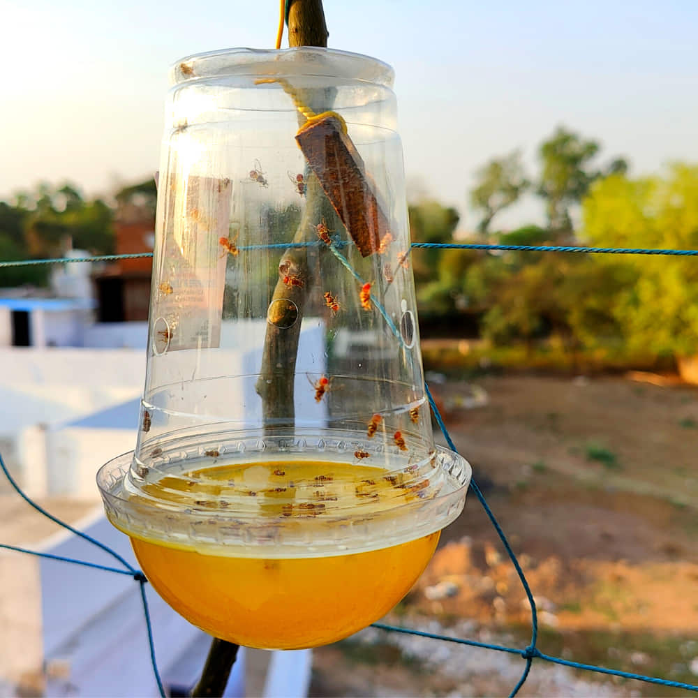 Melon Fruit Fly Trap With Pheromone Lure For Organic Gardening - Image 3