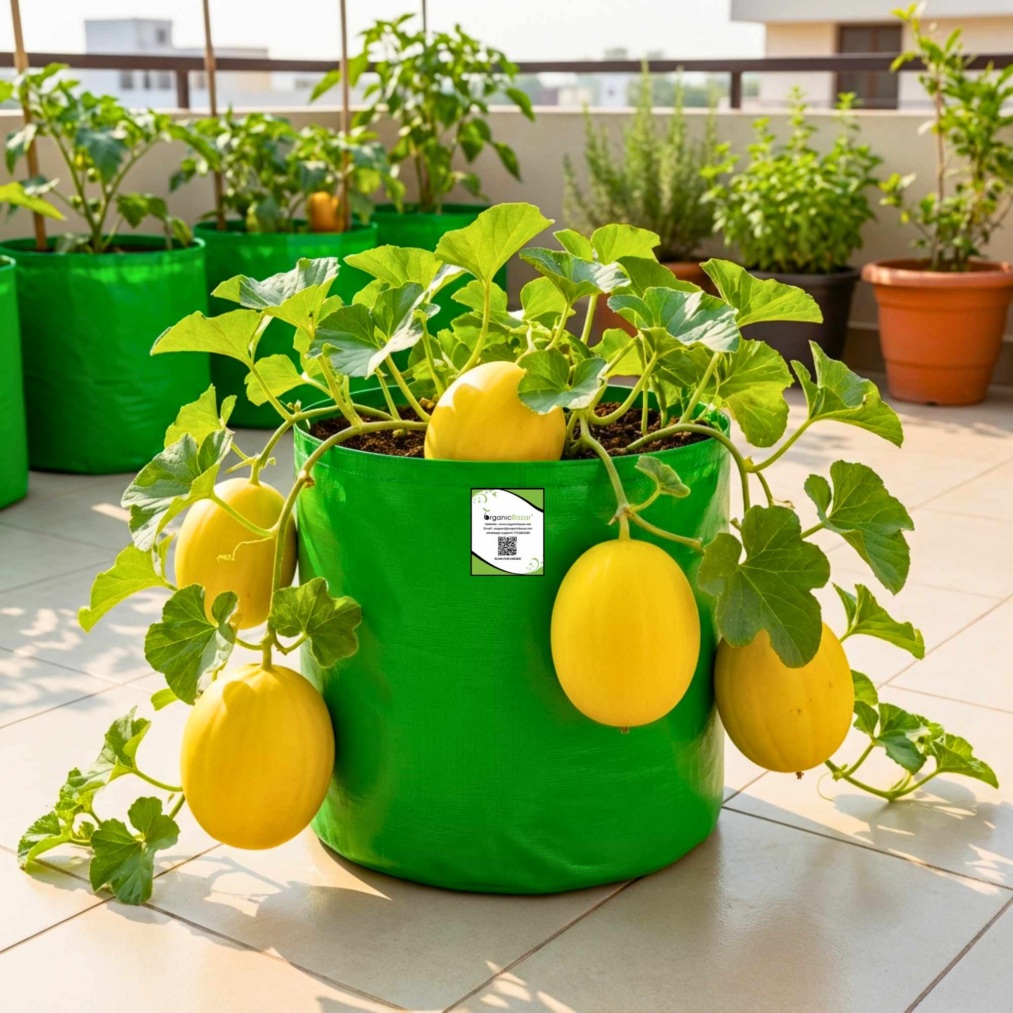 Muskmelon Yellow Seeds (12 Seeds) (kharbooja/ खरबूजा) - Image 3