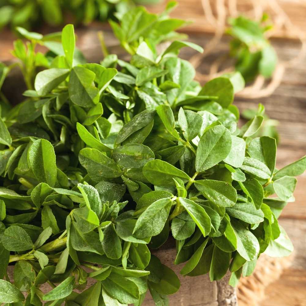 Methi Kasuri Seeds - 10g (मेथी के बीज) - Image 2