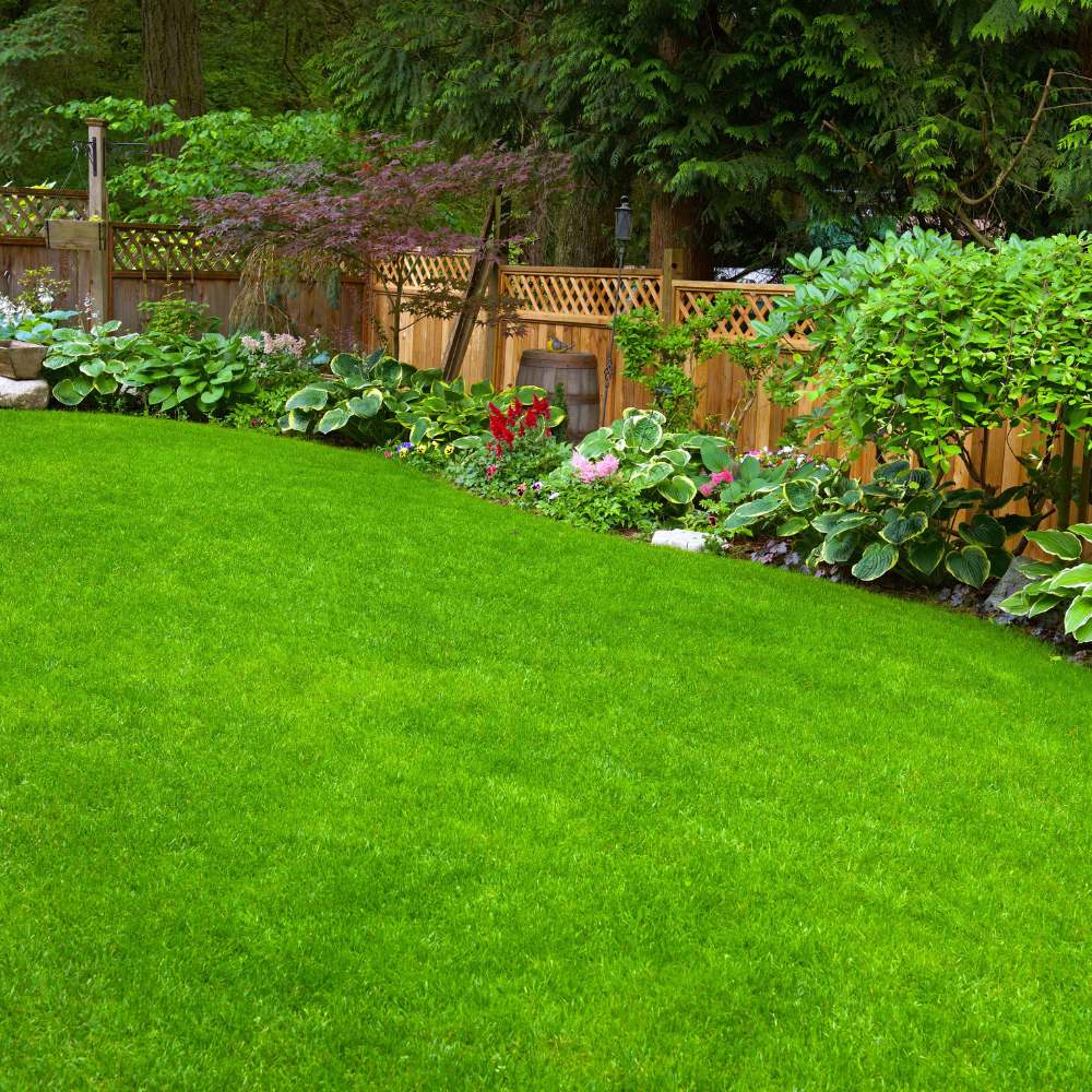 Mexican Lawn Grass Seeds For Lawn Garden (100g) - Image 2