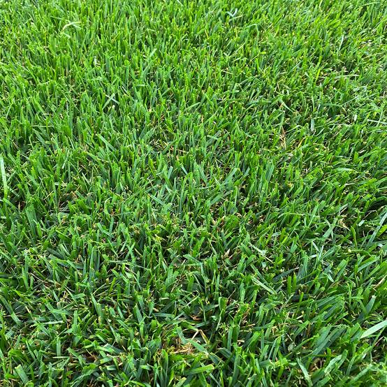 Mexican Lawn Grass Seeds For Lawn Garden (100g) - Image 5