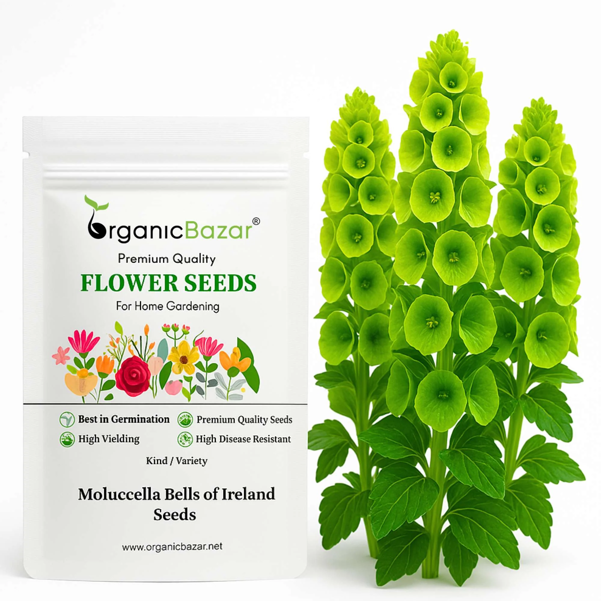 Molucella Bells of Ireland Seeds (50 Seeds)