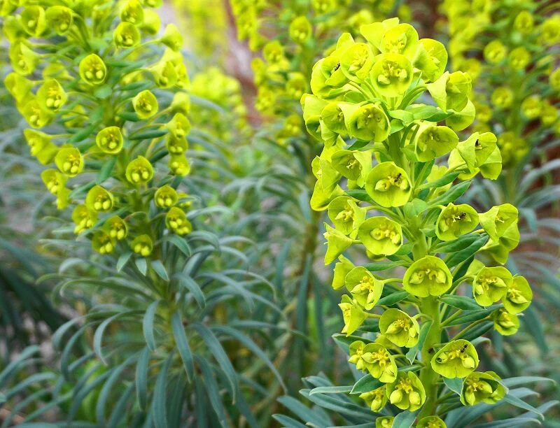 Molucella Bells of Ireland Seeds (50 Seeds) - Image 2