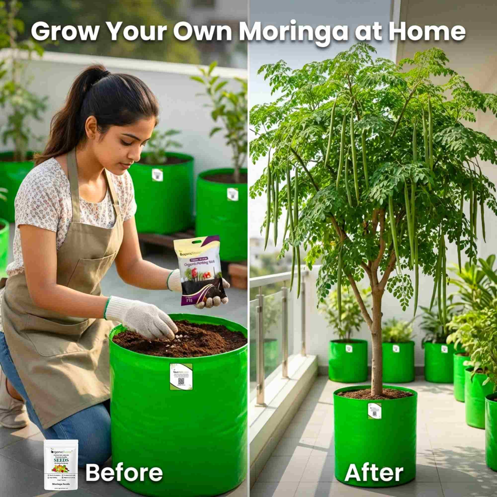 Moringa Drumstick Seeds (Saijan) - 10 Seeds (सहजन/मोरिंगा के बीज) - Image 2