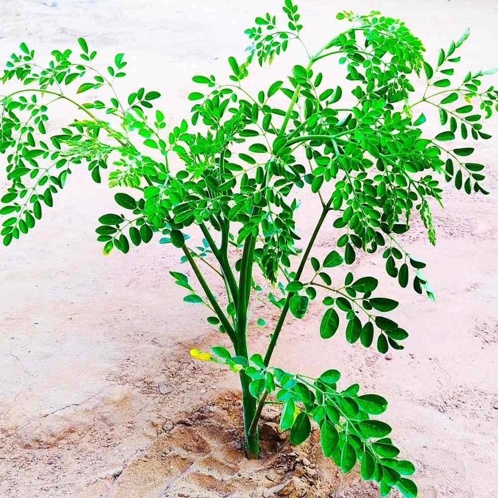 Moringa Drumstick Seeds (Saijan) - 10 Seeds (सहजन/मोरिंगा के बीज) - Image 4
