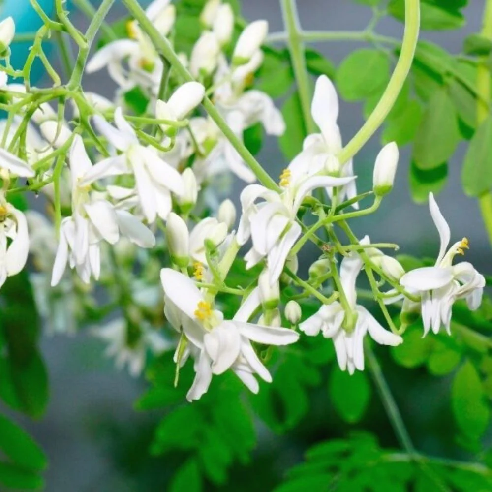 Moringa Drumstick Seeds (Saijan) - 10 Seeds (सहजन/मोरिंगा के बीज) - Image 5
