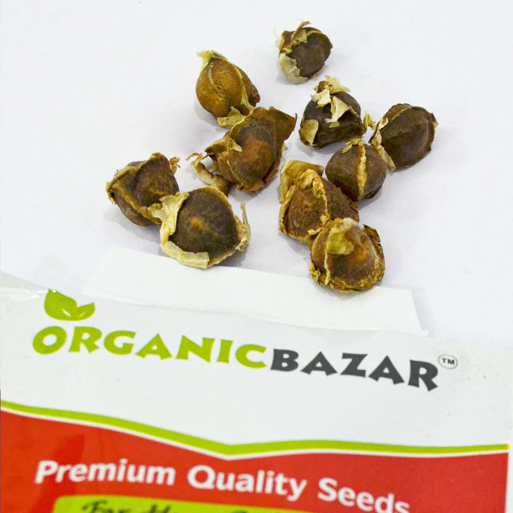 Moringa Drumstick Seeds (Saijan) - 10 Seeds (सहजन/मोरिंगा के बीज) - Image 7
