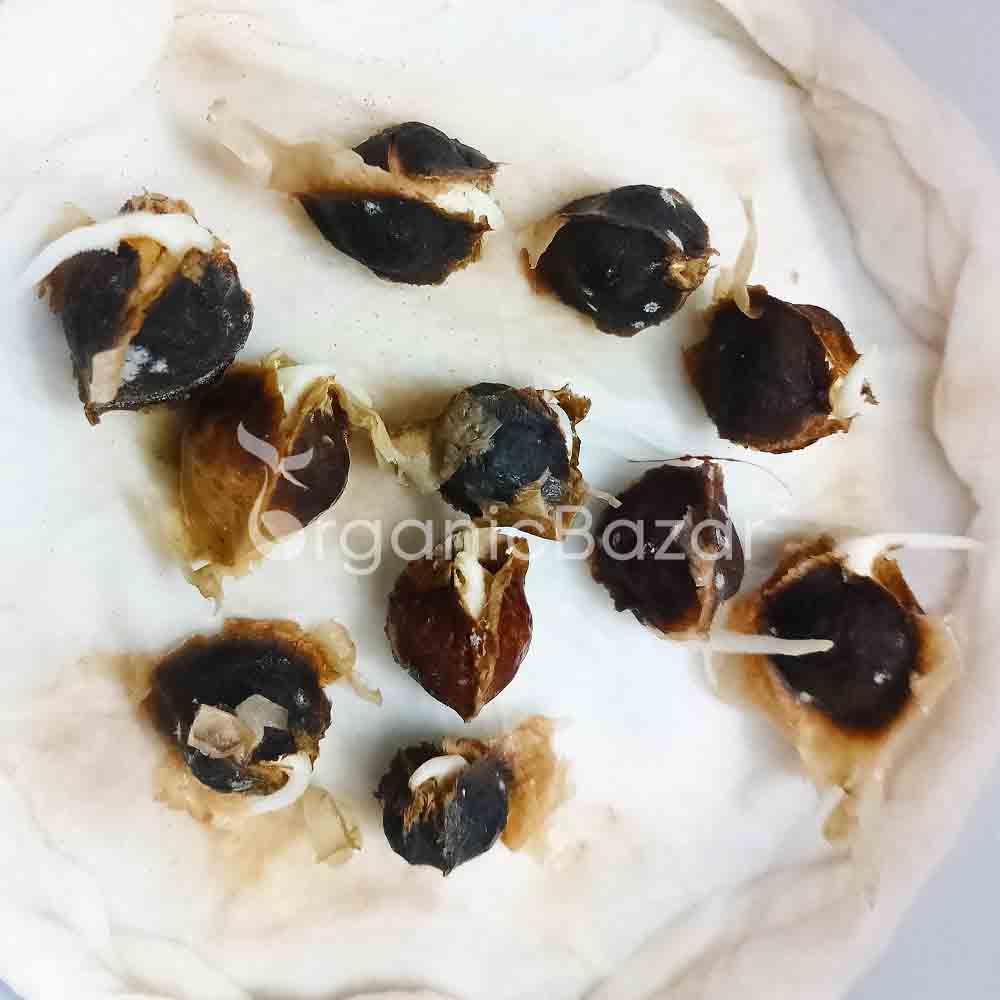 Moringa Drumstick Seeds (Saijan) - 10 Seeds (सहजन/मोरिंगा के बीज) - Image 8