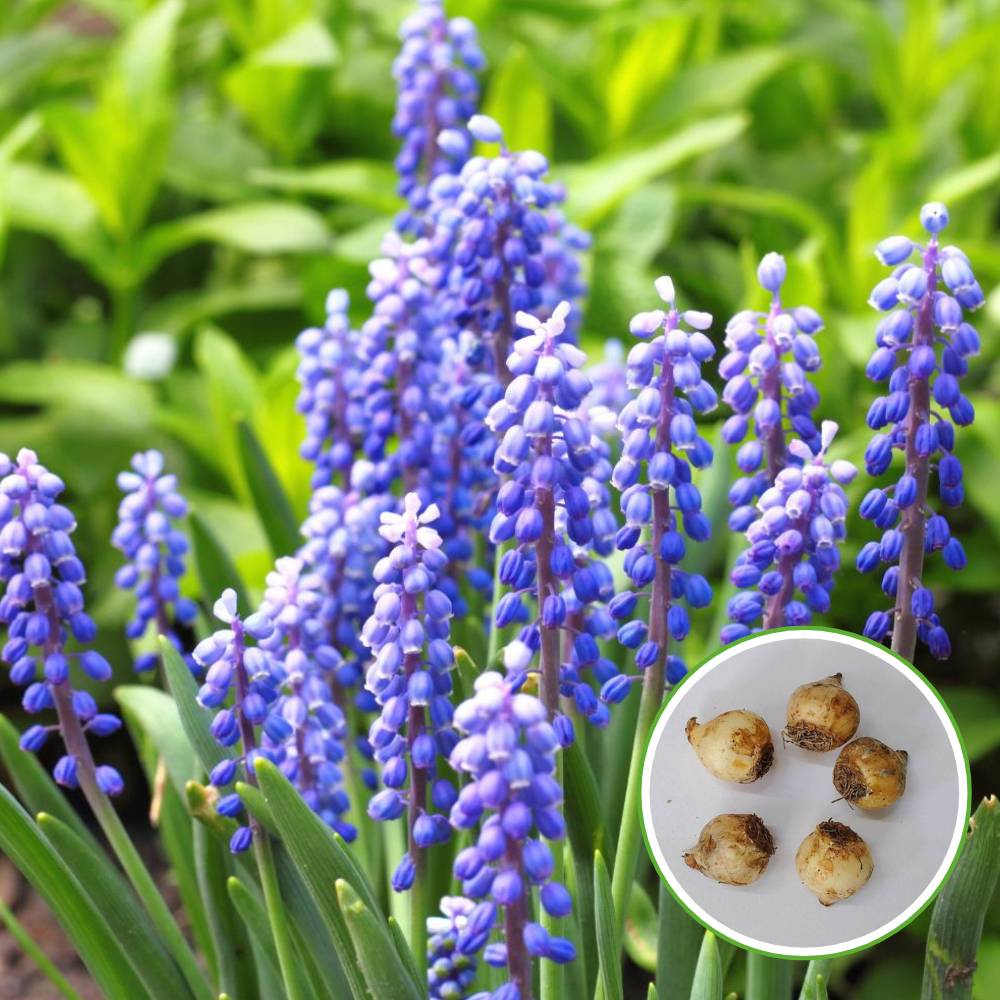 Muscari Armeniacum (Blue) Flower Bulbs (05N) - Image 2