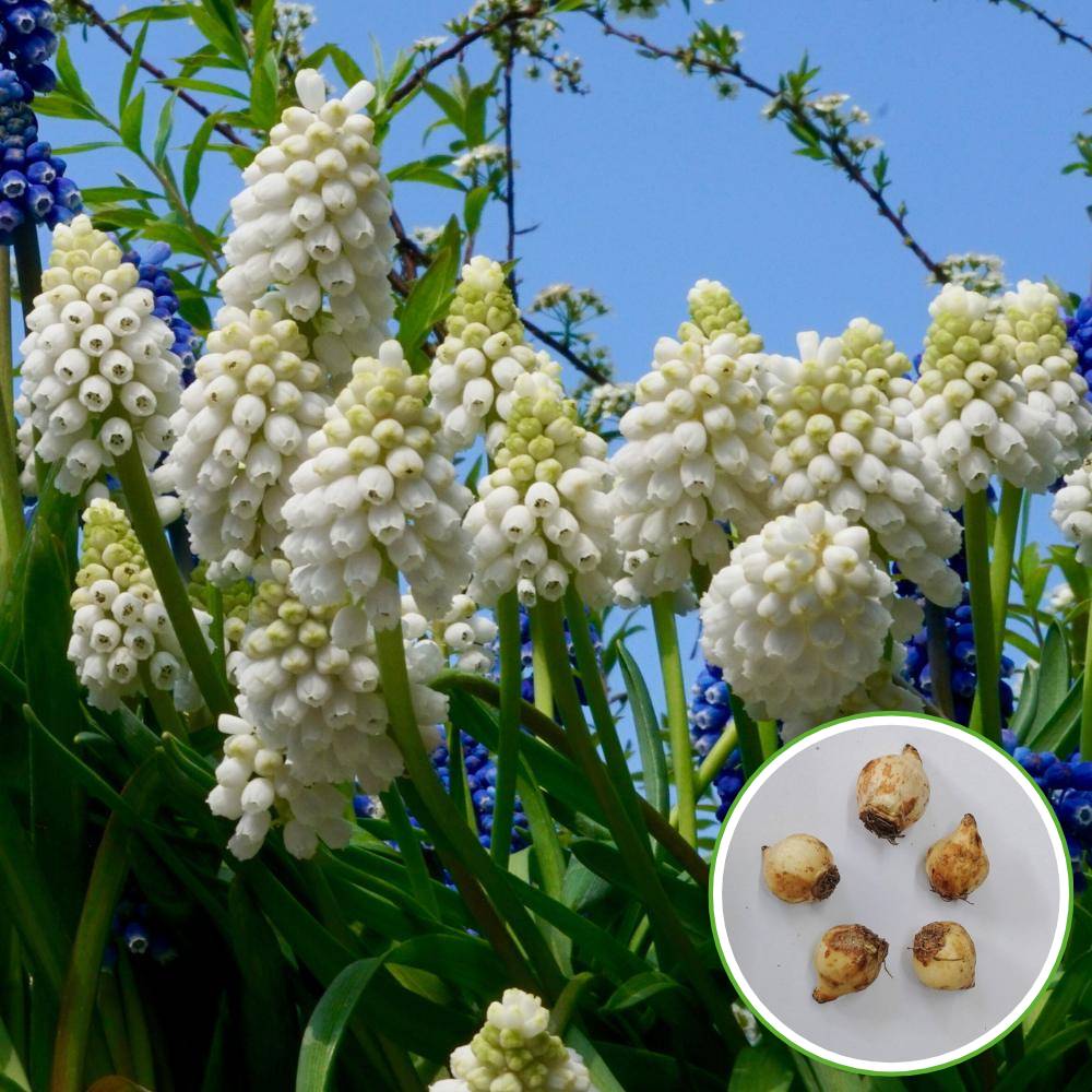 Muscari Siberian (White) Flower Bulbs (05N) - Image 2