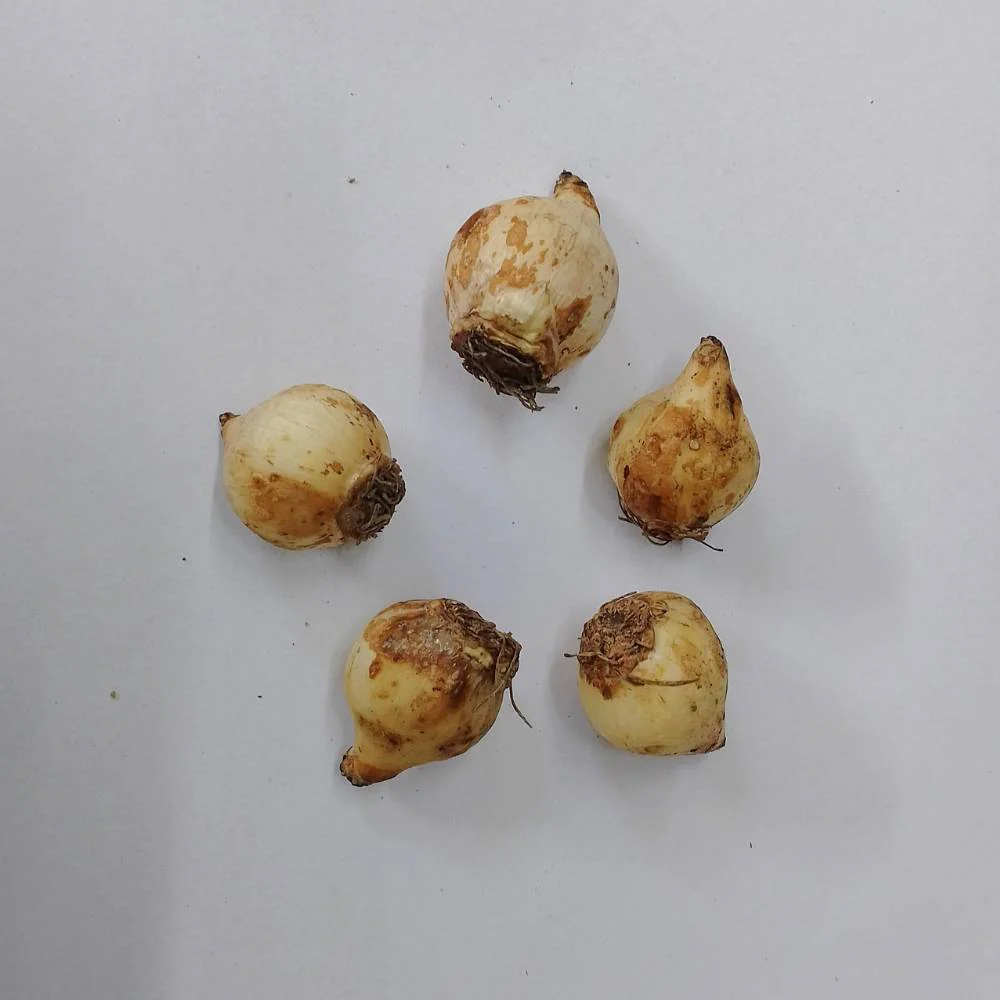Muscari Siberian (White) Flower Bulbs (05N) - Image 3