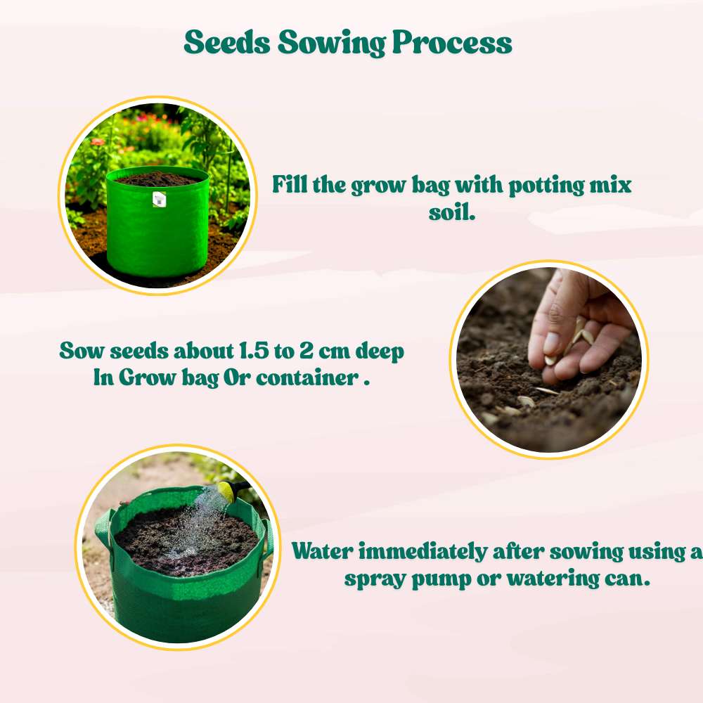 Musk Melon Kajri Seeds (12 Seeds) Easy To grow, High Germination, High Yield Kharbooj Seeds for Home Gardening - Image 5