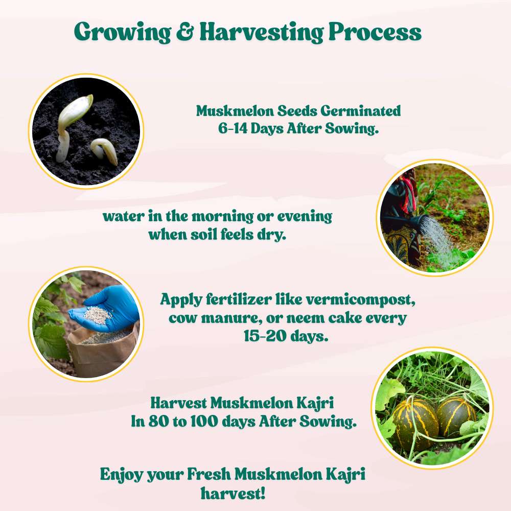 Musk Melon Kajri Seeds (12 Seeds) Easy To grow, High Germination, High Yield Kharbooj Seeds for Home Gardening - Image 6