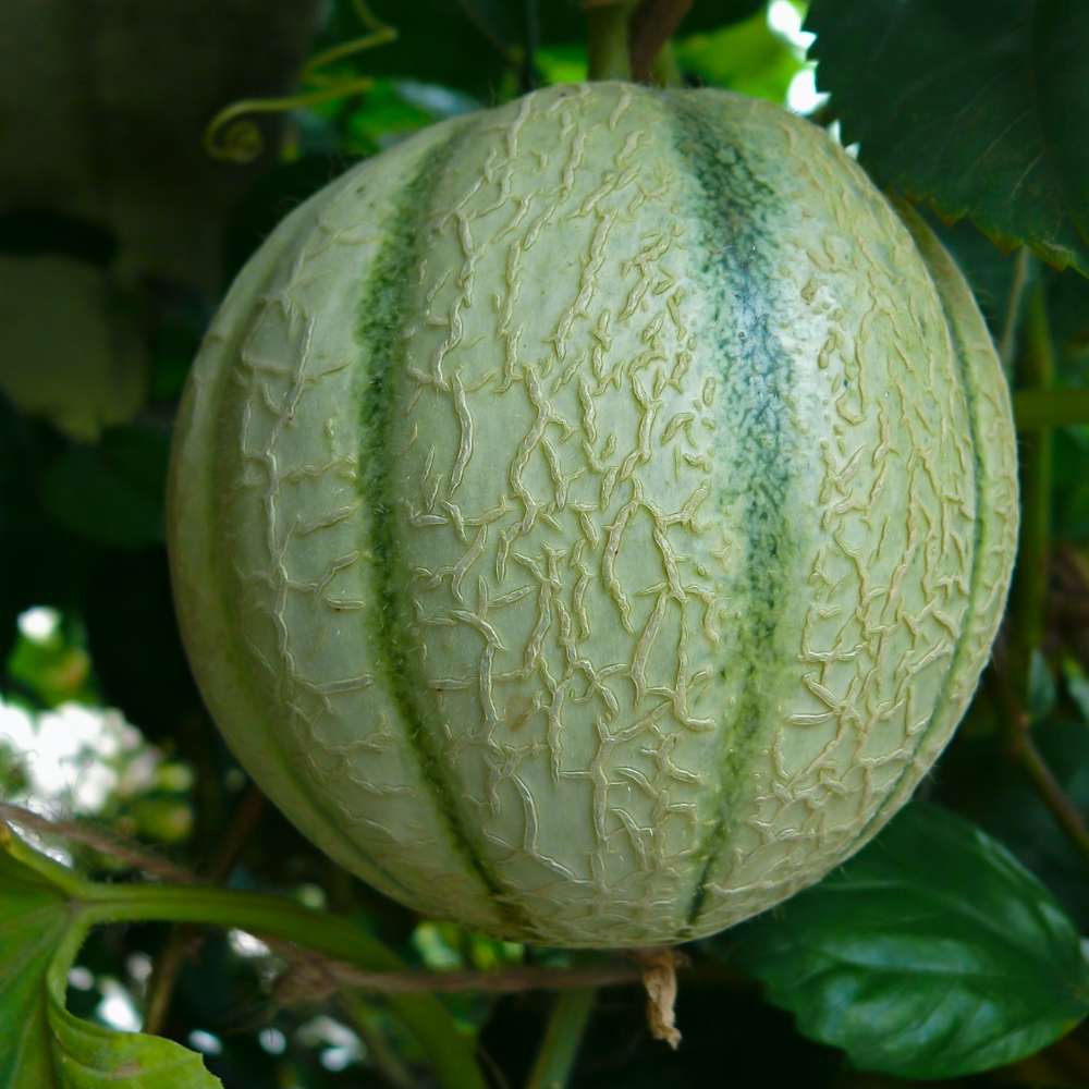 Musk Melon Round With Greenish Stripes F1 Hybrid Seeds (12 Seeds) Easy To grow, High Germination, High Yield Kharbooj Seeds for Home Gardening - Image 2