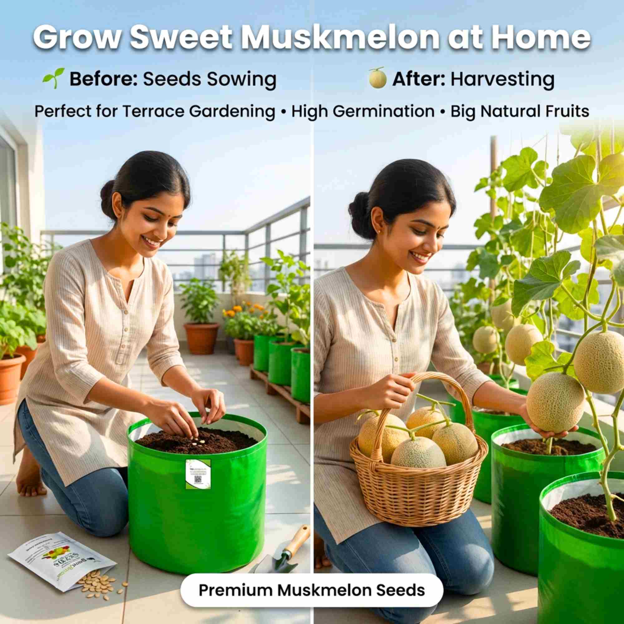 Musk Melon Seeds - 12 Seeds  (kharabooja/खरबूजा के बीज) Easy To grow, High Germination, High Yield Kharbooj Seeds for Home Gardening - Image 3
