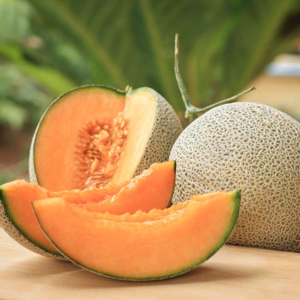 Musk Melon Seeds - 12 Seeds  (kharabooja/खरबूजा के बीज) Easy To grow, High Germination, High Yield Kharbooj Seeds for Home Gardening - Image 4
