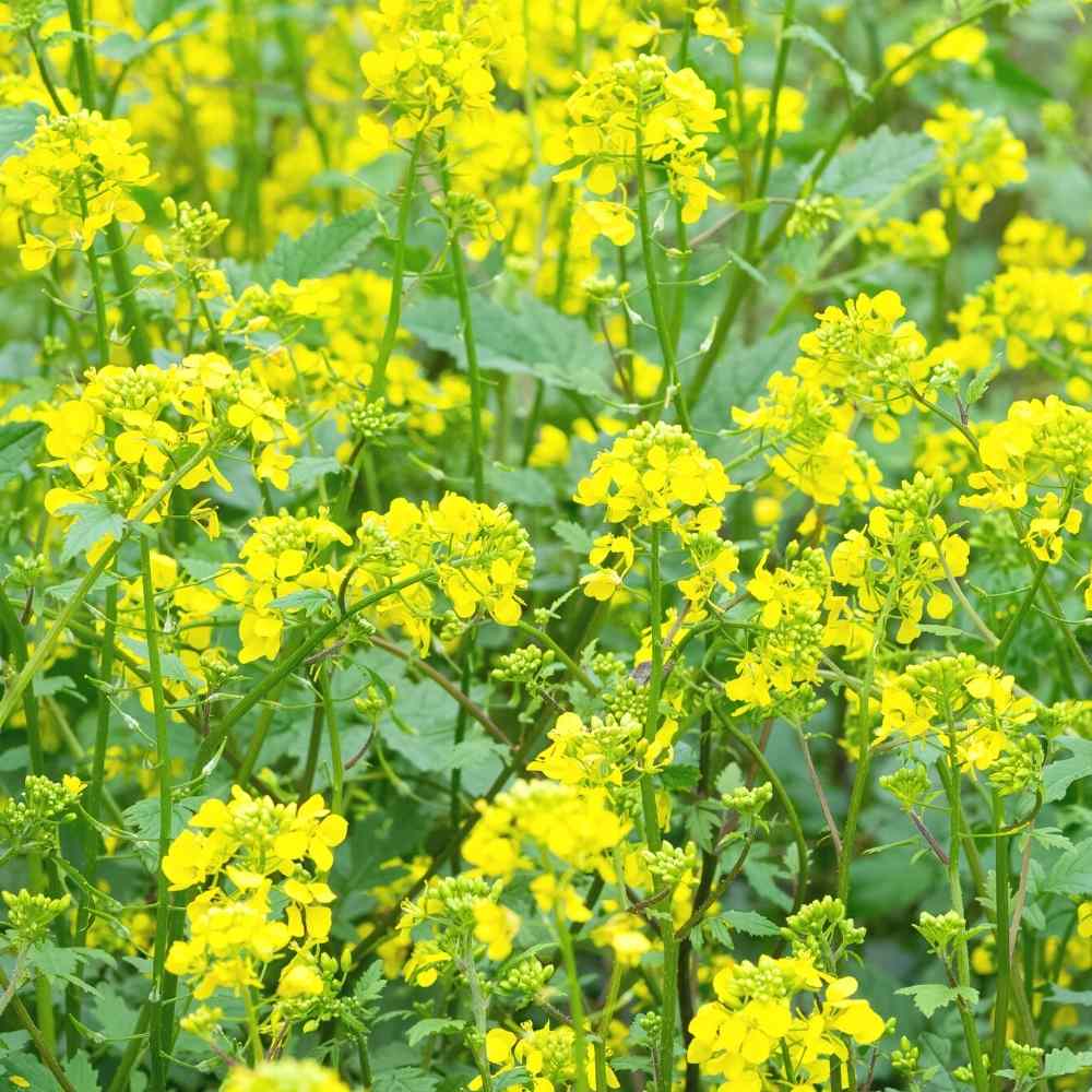 Mustard (Sarson) Seeds (सरसों के बीज) - 1000 Seeds - Image 2