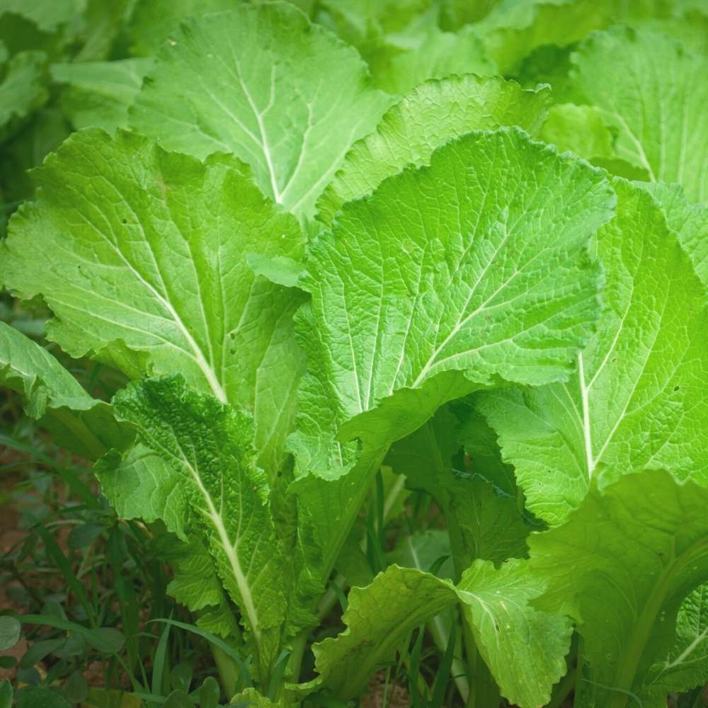 Mustard Green Seeds For Sarso Saag - 750 Seeds(साग वाली सरसों के बीज) - Image 2