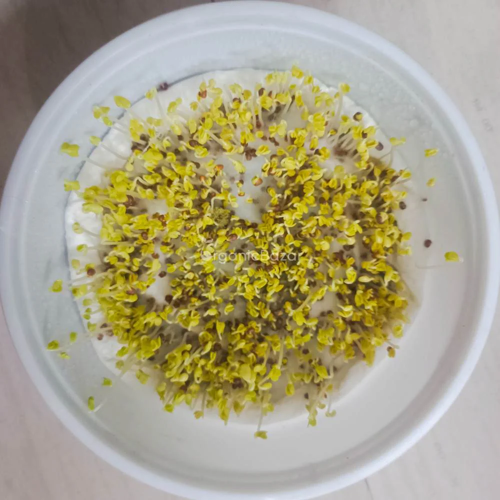Mustard Green Seeds For Sarso Saag - 750 Seeds(साग वाली सरसों के बीज) - Image 4