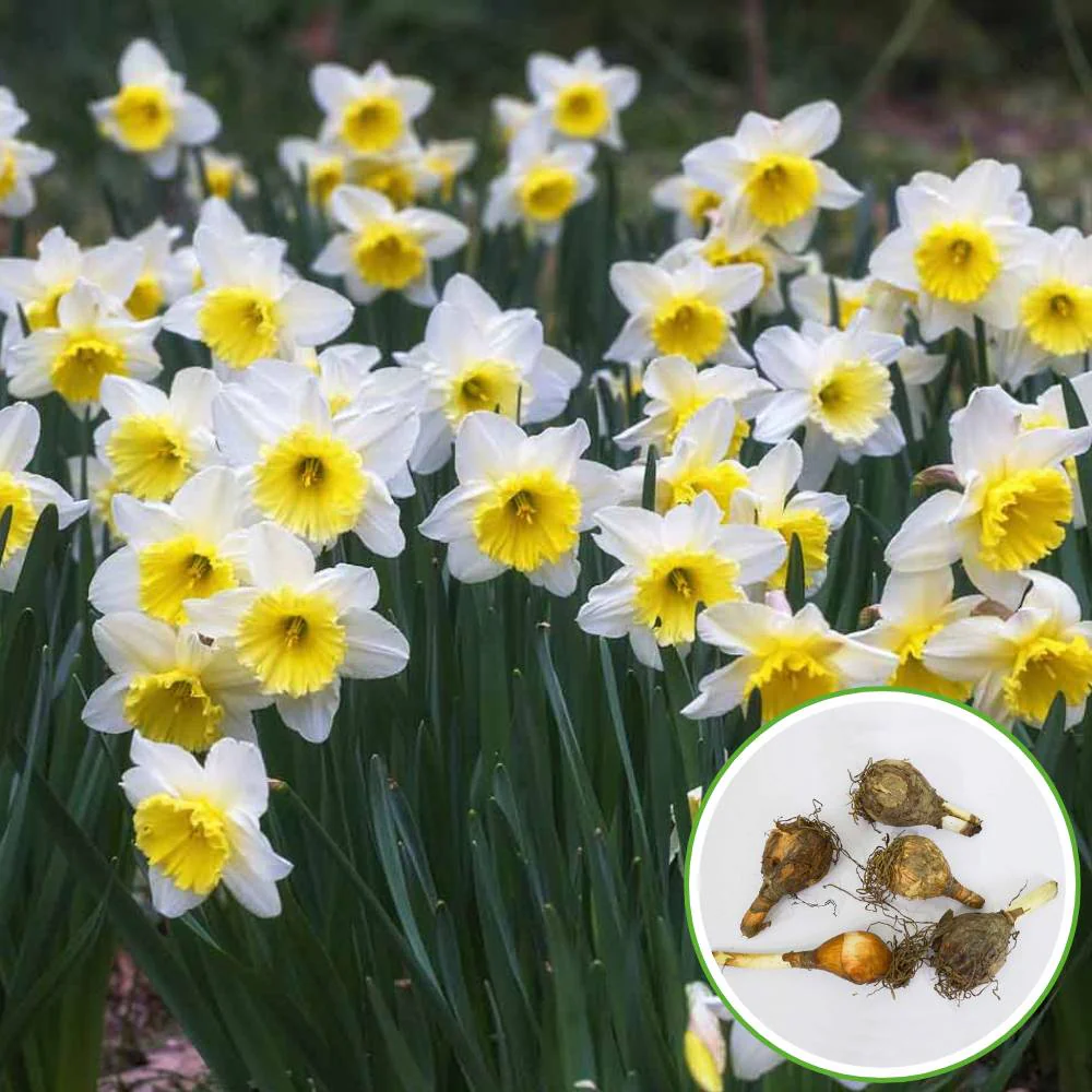 Nargis Mixed Color Flower Bulbs (05 Bulbs) - Image 3