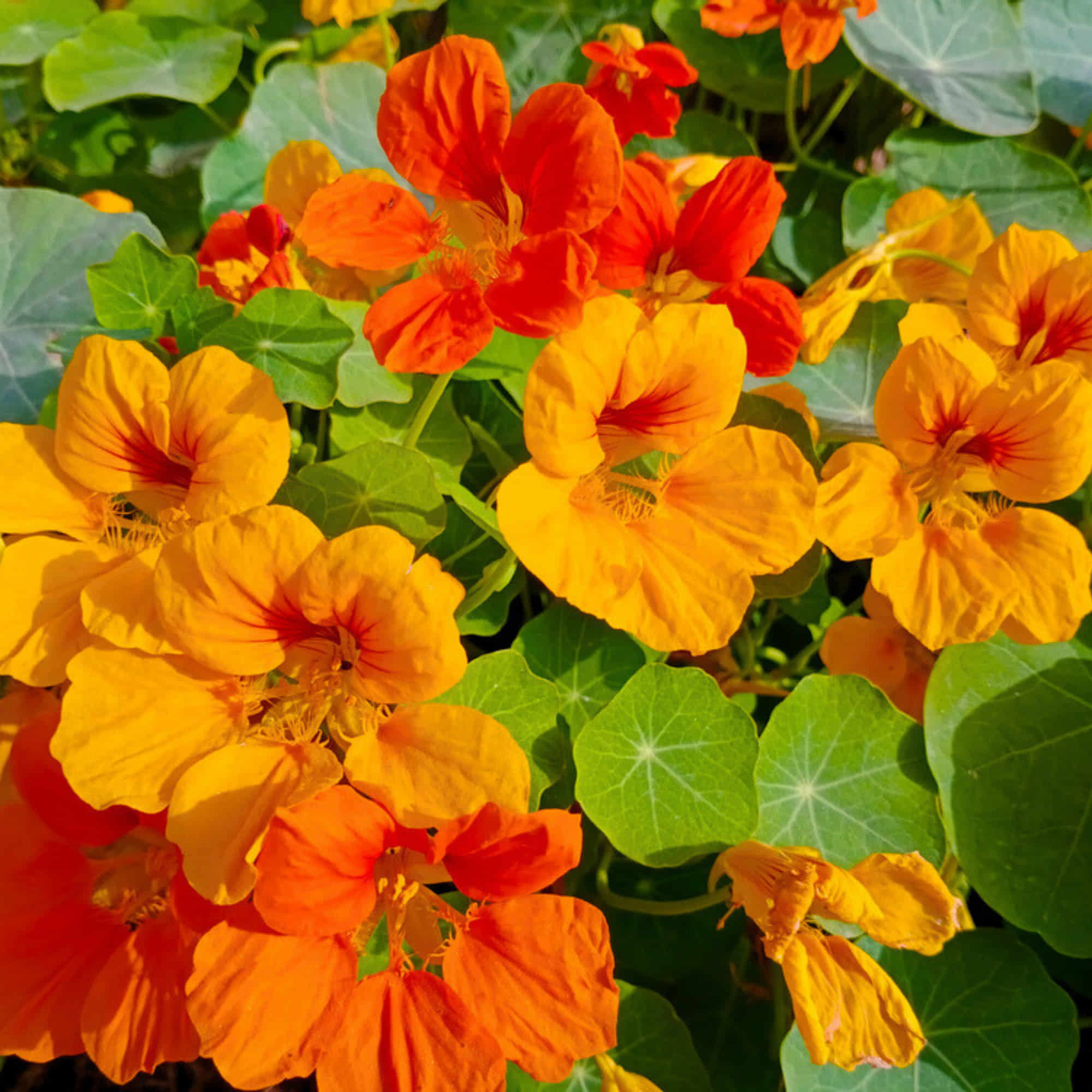 Nasturtium Jewel of Africa Mix Color Seeds (20 Seeds) - Image 2