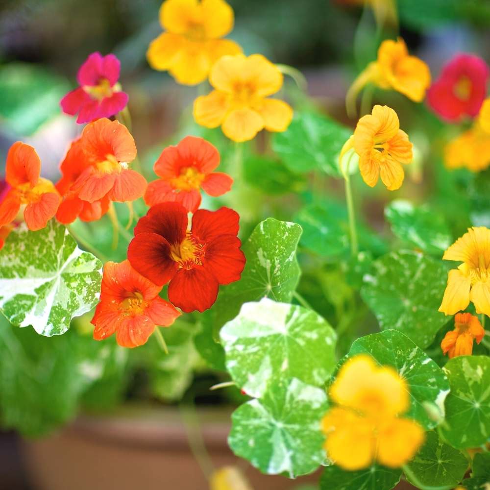 Nasturtium Variegated Mix Seeds (20 Seeds) - Image 2