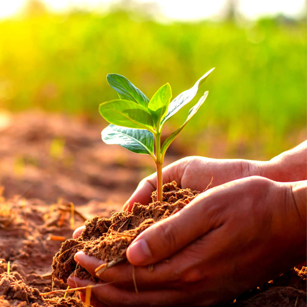 Natural River Sand Multi-Purpose Pure Organic Plants Soil Mix Additive - Image 9