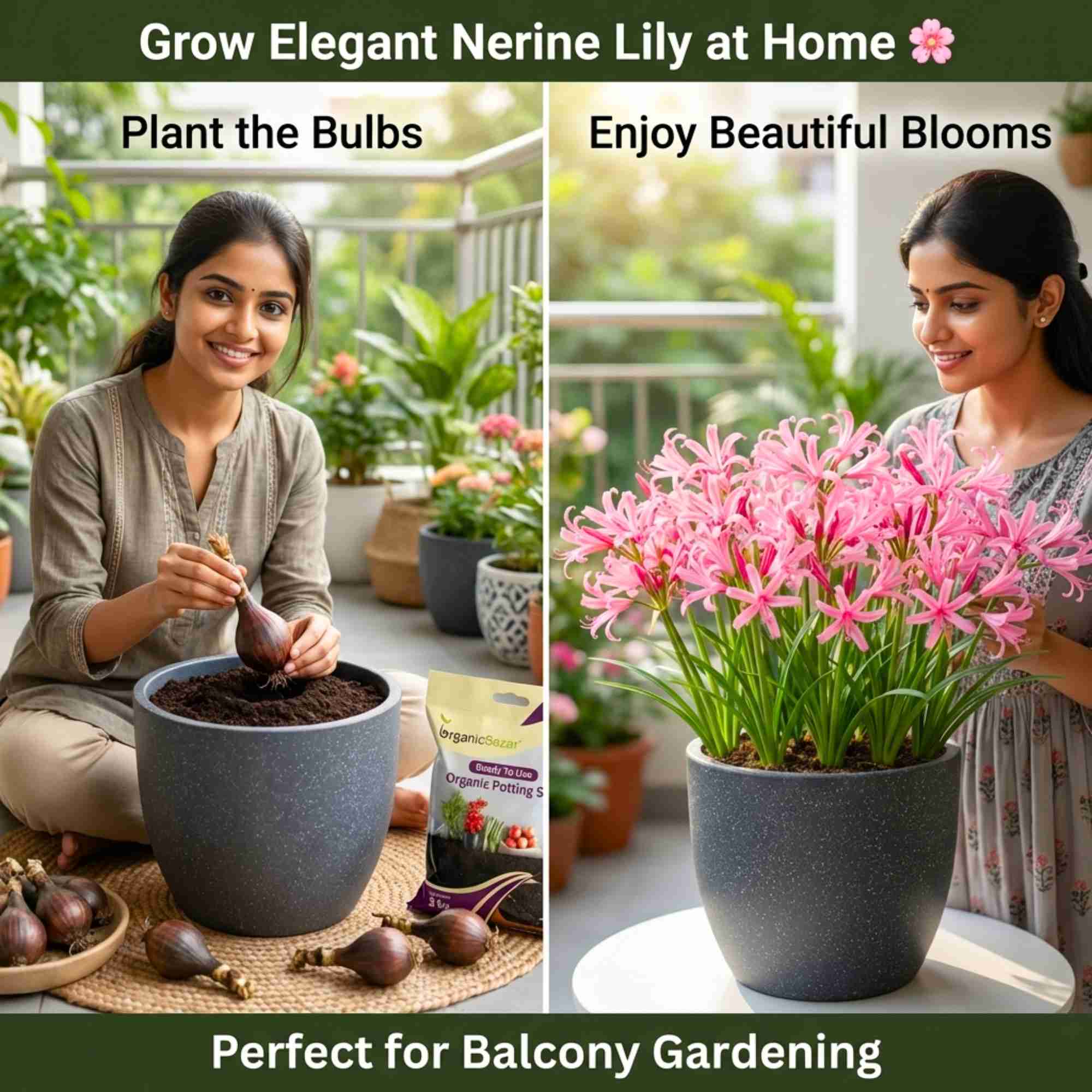 Nerine Lily Pink Flower Bulbs (05N) Guernsey Lily / Jersey Lily For Home Gardening - Image 2