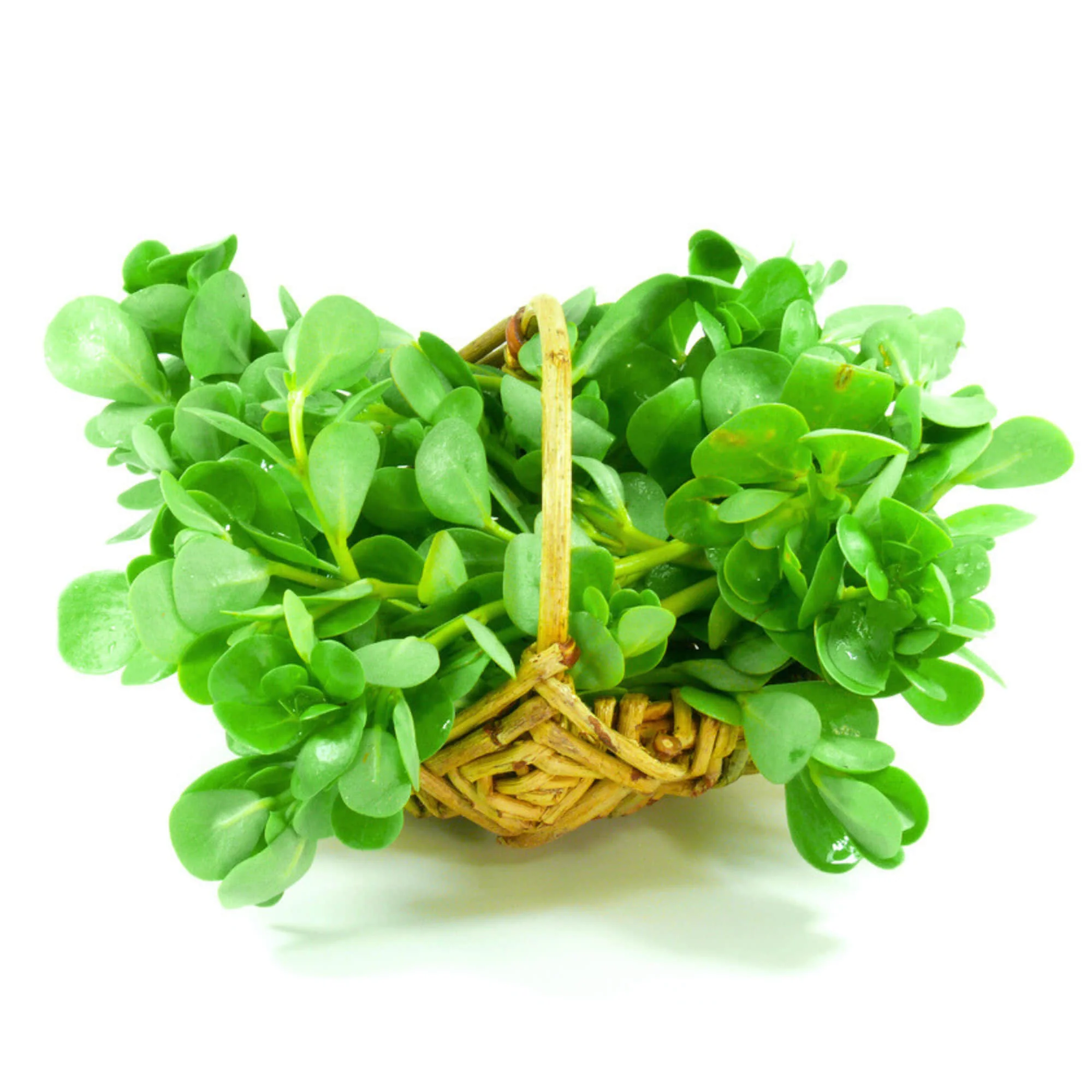 Noniya Saag or Kulfa Ki Bhaji Seeds - 5g (नोनिया साग/कुल्फा की भाजी) - Image 2