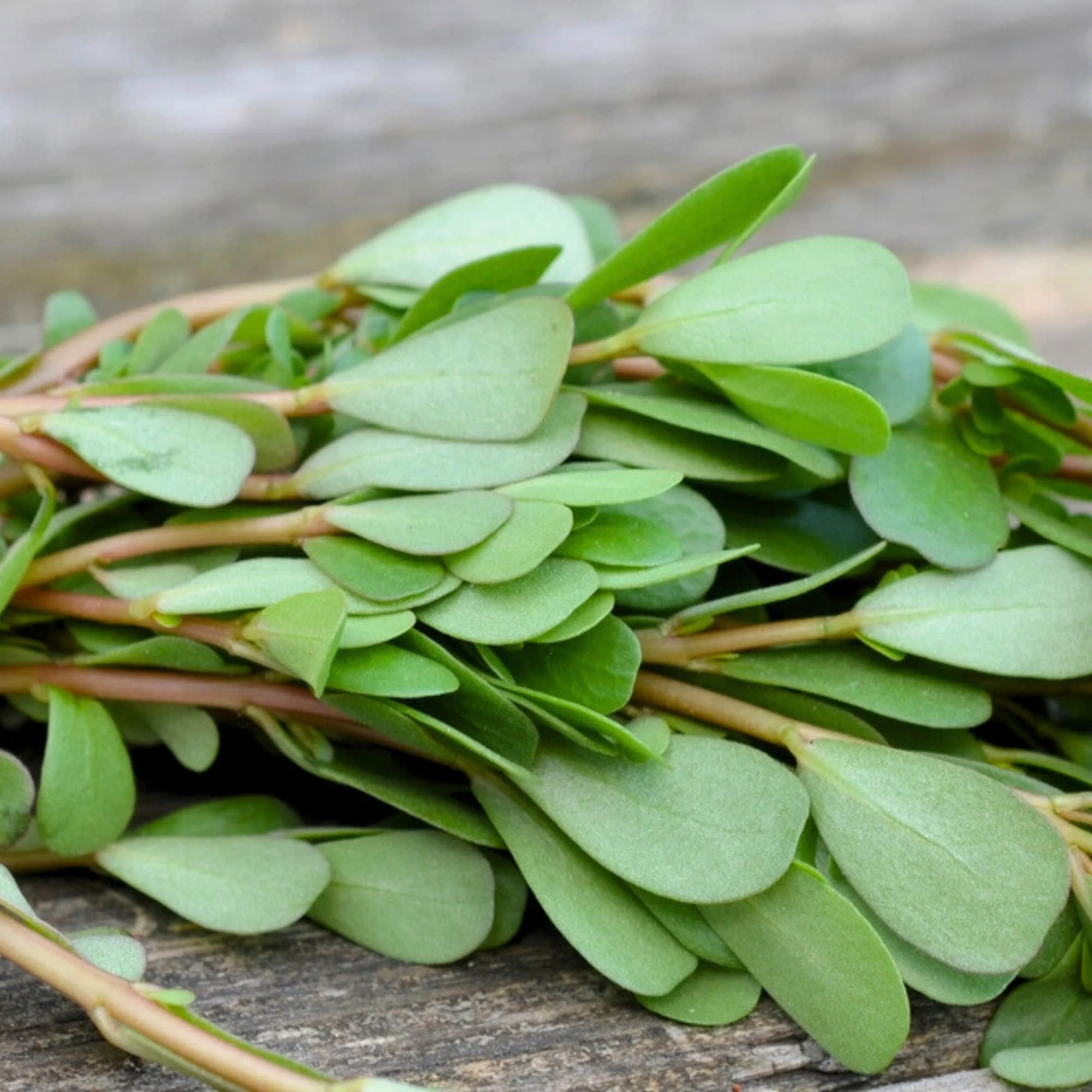 Noniya Saag or Kulfa Ki Bhaji Seeds - 5g (नोनिया साग/कुल्फा की भाजी) - Image 3