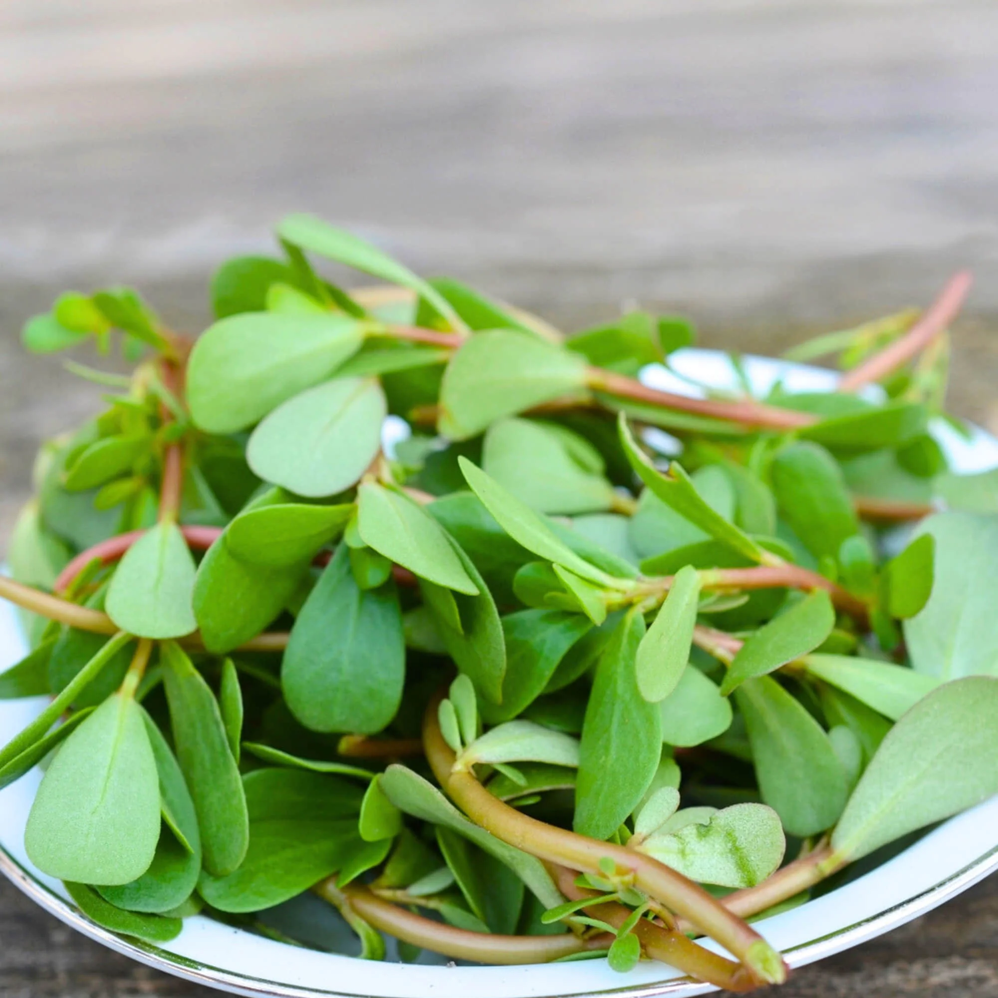 Noniya Saag or Kulfa Ki Bhaji Seeds - 5g (नोनिया साग/कुल्फा की भाजी) - Image 4