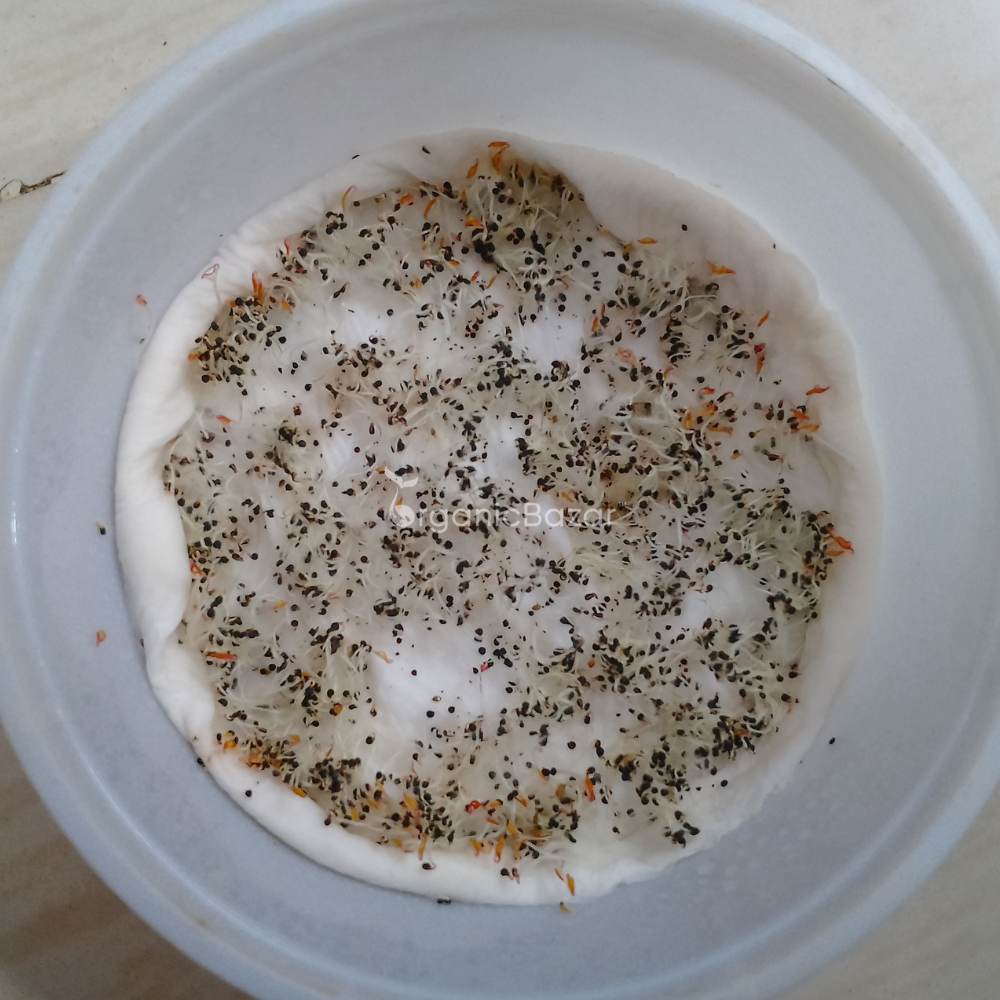 Noniya Saag or Kulfa Ki Bhaji Seeds - 5g (नोनिया साग/कुल्फा की भाजी) - Image 6
