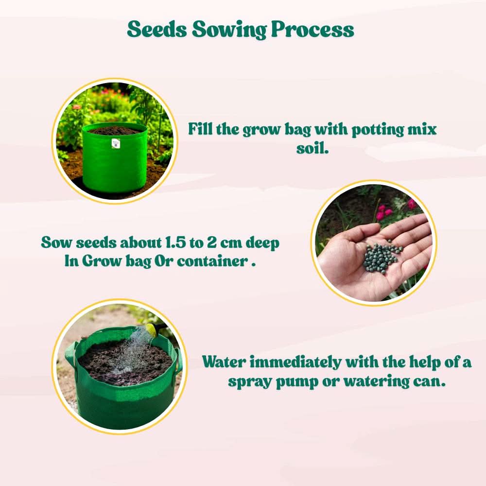 Okra or Lady Finger Hybrid (bhindi) Seeds - 50 Seeds (भिंडी के बीज) Easy To grow, High Germination, High Yield Okra Seeds for Home Gardening - Image 8